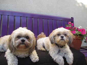 Product - Pooch Sitters in Orange, CA Pet Care Services