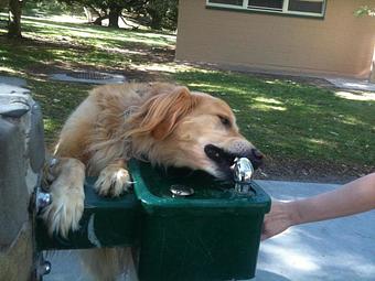 Product - Pooch Sitters in Orange, CA Pet Care Services