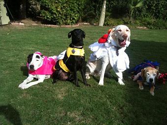 Product - Pooch Sitters in Orange, CA Pet Care Services