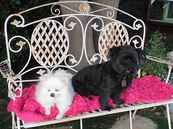 Product - Pooch Sitters in Orange, CA Pet Care Services
