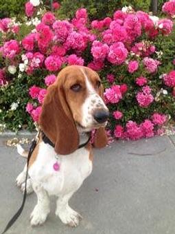 Product - Pooch Sitters in Orange, CA Pet Care Services