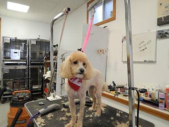 Product - Precious Pets in Winthrop, MA Pet Boarding & Grooming