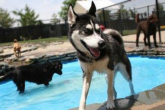 Product - Purr'n Pooch Pet Resorts in Manasquan, NJ Pet Boarding & Grooming
