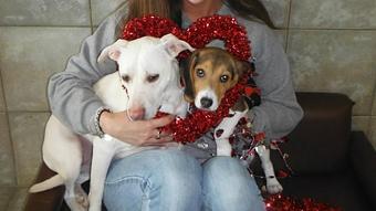 Product - Purr'n Pooch Pet Resorts in Manasquan, NJ Pet Boarding & Grooming