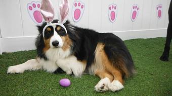 Product - Purr'n Pooch Pet Resorts in Manasquan, NJ Pet Boarding & Grooming