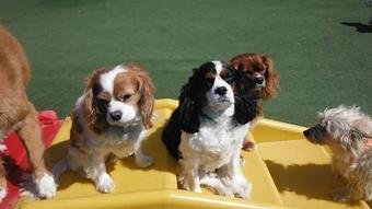 Product - Purr'n Pooch Pet Resorts in Manasquan, NJ Pet Boarding & Grooming