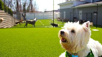 Product - Purr'n Pooch Pet Resorts in Manasquan, NJ Pet Boarding & Grooming
