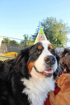 Product - Purr'n Pooch Pet Resorts in Manasquan, NJ Pet Boarding & Grooming
