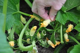 Product: Picking Squash Blossoms - Rainbow Lodge in North Heights - Houston, TX American Restaurants