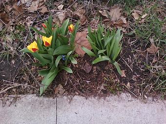 Product: Spring is here! - Relish in Grinnell, IA American Restaurants