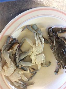 Product: Soft Shell Crab - Relish in Grinnell, IA American Restaurants