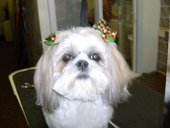 Product - Shear Delight Pet Grooming in Warren, MI Pet Boarding & Grooming