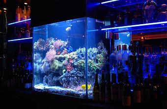 Product - Snug Harbor in Grand Haven, MI Bars & Grills