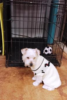 Product - South Paws Grooming in Edmond, OK Pet Boarding & Grooming