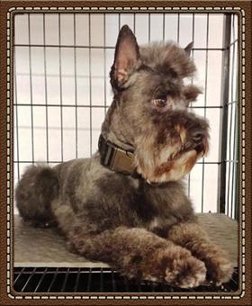 Product - South Paws Grooming in Edmond, OK Pet Boarding & Grooming