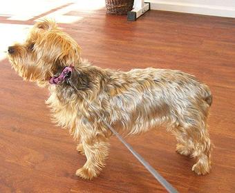 Product - Sparkle Bark in Castle Rock, CO Pet Care Services