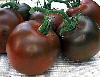 Product: Russian Black Prince tomatoes grown exclusively for Stellina's Summer Tomato Salad - Stellina in Watertown, MA Italian Restaurants