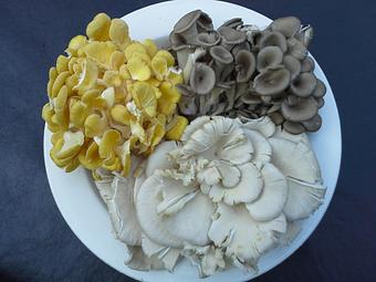 Product: Exotic mushrooms - Stellina in Watertown, MA Italian Restaurants