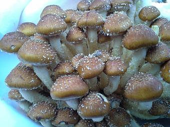 Product: Chestnut Mushrooms from NH Mushroom Co. - Stellina in Watertown, MA Italian Restaurants