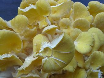 Product: Exotic mushrooms from NH Mushroom Company - Stellina in Watertown, MA Italian Restaurants