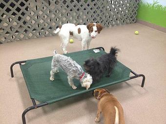 Product - Tailgate for Dogs in Elmhurst, IL Hamburger Restaurants