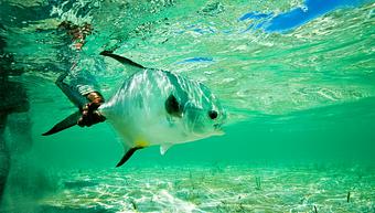 Product - Tailwaters Fly Fishing in Dallas - Dallas, TX Fishing Tackle & Supplies
