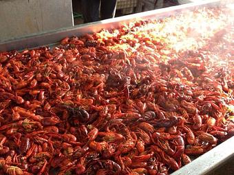Product - Taranto's Crawfish in Biloxi, MS Seafood Restaurants