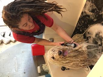 Product - That Dirty Dog in Roswell, GA Pet Boarding & Grooming