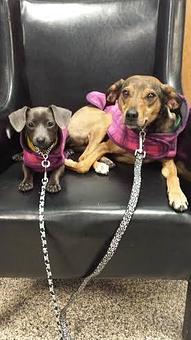 Product - The Barking Dog, in Exeter, NH Pet Boarding & Grooming
