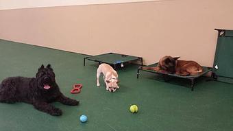 Product - The Barking Dog, in Exeter, NH Pet Boarding & Grooming