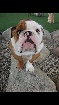 Product - The Barking Dog, in Exeter, NH Pet Boarding & Grooming