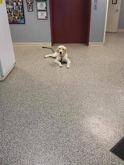 Product - The Barking Dog, in Exeter, NH Pet Boarding & Grooming