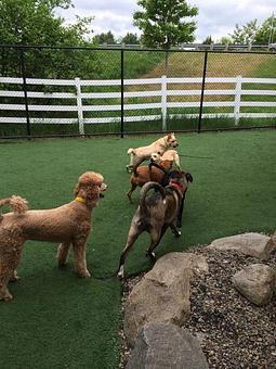 Product - The Barking Dog, in Exeter, NH Pet Boarding & Grooming