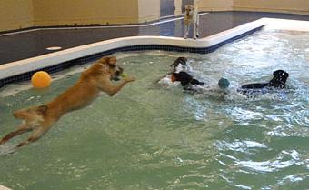 Product: For the high energy, social pets, we have incorporated daycare options into our boarding packages. Your pet will spend their daytime hours romping and socializing in group play with other dogs. - The Barking Dog, in Hooksett, NH Pet Boarding & Grooming