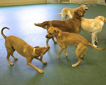 Product - The Barking Dog, in Hooksett, NH Pet Boarding & Grooming