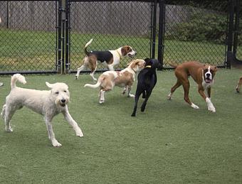 Product - The Barking Dog, in Hooksett, NH Pet Boarding & Grooming