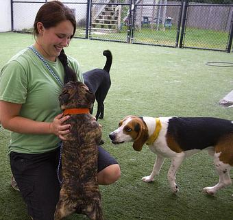 Product - The Barking Dog, in Hooksett, NH Pet Boarding & Grooming