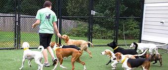 Product: For the high energy, social pets, we have incorporated daycare options into our boarding packages. Your pet will spend their daytime hours romping and socializing in group play with other dogs. - The Barking Dog, in Hooksett, NH Pet Boarding & Grooming