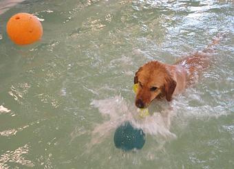 Product: Individual 15 min one-on-one swim times may be purchased for your dog while boarding! - The Barking Dog, in Hooksett, NH Pet Boarding & Grooming