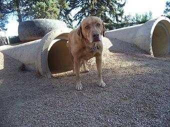 Product - The Dog House: Englewood in Englewood, CO Pet Boarding & Grooming