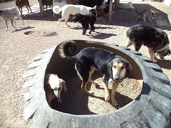 Product - The Dog House: Englewood in Englewood, CO Pet Boarding & Grooming