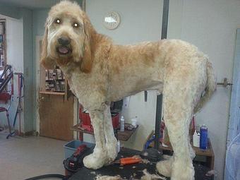 Product - The Galloping Groomer in York, PA Pet Boarding & Grooming