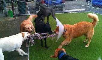 Product - The Muttley Crew in Portland, OR Pet Care Services