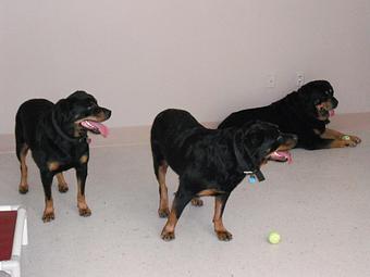 Product - The Parc Pet Suites, Sports & Spa in Longwood, FL Pet Boarding & Grooming