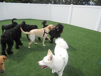 Product - The Parc Pet Suites, Sports & Spa in Longwood, FL Pet Boarding & Grooming