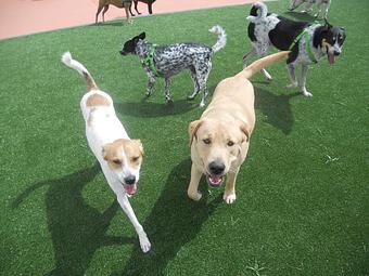 Product - The Parc Pet Suites, Sports & Spa in Longwood, FL Pet Boarding & Grooming