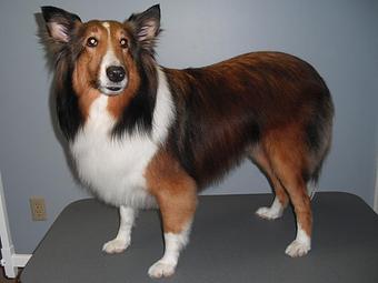 Product - The Parc Pet Suites, Sports & Spa in Longwood, FL Pet Boarding & Grooming