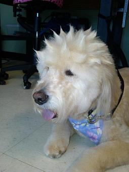 Product - The Tailored Tail in Houston, TX Custom Sewing & Alterations Product - The Tailored Tail in Houston, TX Custom Sewing & Alterations