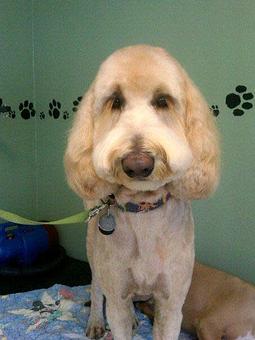 Product - The Tailored Tail in Houston, TX Custom Sewing & Alterations Product - The Tailored Tail in Houston, TX Custom Sewing & Alterations