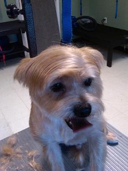 Product - The Tailored Tail in Houston, TX Custom Sewing & Alterations Product - The Tailored Tail in Houston, TX Custom Sewing & Alterations